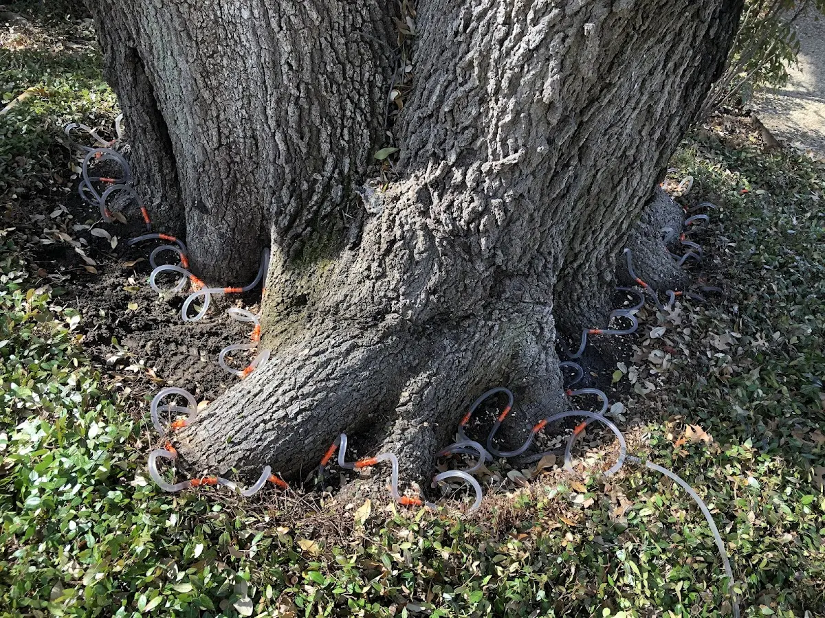 Detailed Tree Cabling and Bracing job site in Scottsboro