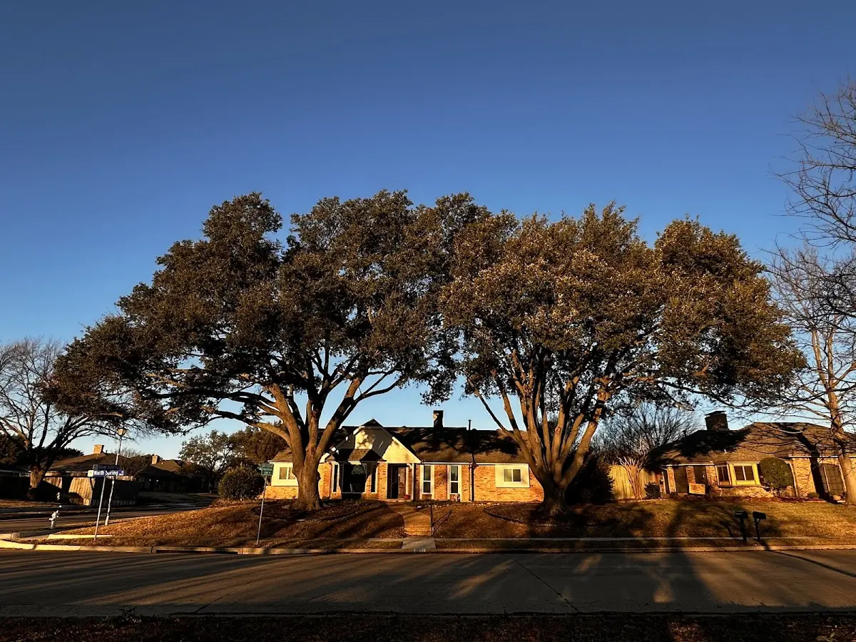 Established residential canopy tree shading a home in Scottsboro